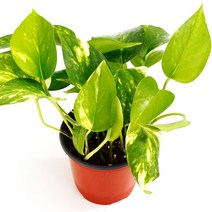 실내공기정화식물 120종 꽃 화분 미세먼지제거 아레카야자 해피트리 금전수, 모종포트, 스킨답서스, 1개