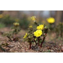 복수초 x 10포트 봄꽃 겨울꽃 초화류 정원식물 화분 모종 여름 야생화 (DU), 1개