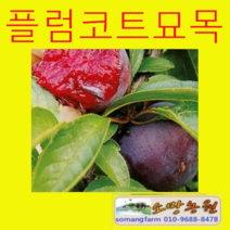 (G소망)플럼코트묘목(교배)접목1년2그루(2개품종선택), 2개