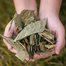 국산 감잎차 (시엽) 200g 건 건조 말린 감잎 효능 한방재료 한약재 한방차, 12US_국산 감잎(시엽) 200g