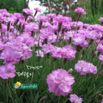 핑크쥬얼 [4포트] (복남이네야생화 봄 석죽 다까네 패랭이 디안서스 dianthus)