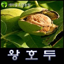 왕호두나무 왕호두나무묘목 유실수 약나무, 1개
