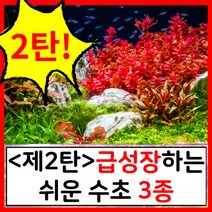 수초하우스) <2탄>급성장하는 쉬운 수초 3종 세트<2탄>, 심플(18줄기)” class=”wr-img”></a></div></div></div></div><div class=