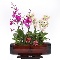 선물용 고급 서양란 호접란 만천홍 승진 취임 영전 개업 축하난 화분 선물 배달