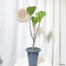 청년농부 외목대 멋진 떡갈고무나무 공기정화식물 음이온식물 실내식물 개업식물 반려식물