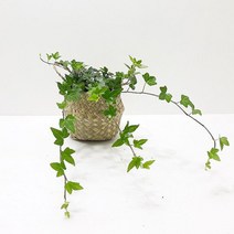 아이비(소)해초바구니 넝쿨식물 키우기 쉬운 실내 공기청정 화훼농장 식물 화초 화분, 단품