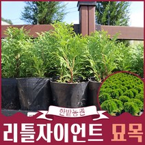 리틀자이언트 묘목 화분묘 둥근서양측백 최고급조경 울타리 원예 담장 아파트정원수 상록수, 1개