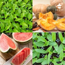 열매채소 모종 모음 가지 오이 호박 방울 토마토 수박 참외 브로콜리 옥수수 여주 수세미 콩 박 모종 텃밭, 미니오이 2개