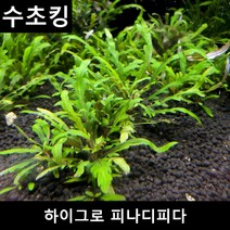 수초킹 초보수초 하이그로 피나디피다, 1촉