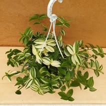 [용이네 화원] 수수한 매력의 청달개비 180 농원 화원, 1개