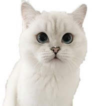 차량용 냉장고 미니 냉온장고 캠핑용 온장고 3Ratels CM29 사랑스러운 고양이 페르시아 Birman Bombay 영국, 03 CM29-3_05 50cm( 19.7inch)
