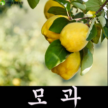 모과나무 모과나무묘목 약나무 조경수 과일나무묘목, 1개