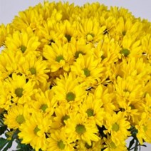 [어린모종]국화(스프레이절화국화) : 8cm분, 카녹