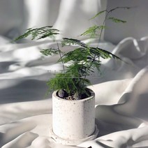 플라랜드 공기정화 공간 인테리어식물 아스파라거스 핑크 테라조 화분, 아스파라거스-테라조필통핑크(12cm)
