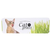 캣그라스 키우기 넘어짐 방지 긴화분 냥이 (투톤 귀리), 캣그라스 키우기 넘어짐 방지 긴