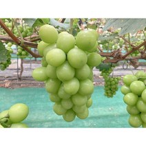 [더바이브] 새콤달콤 김천 샤인머스켓, 1개, 수출용 (2kg 내외) 2수