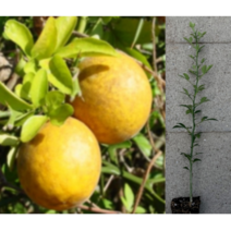 (성실D)탱자나무묘목 실생1년(플러그묘) 10그루