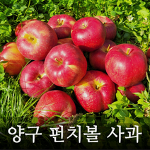 양구 펀치볼 명품 부사 사과 5kg 10kg 정품, 가정용 10kg이상 (50과)