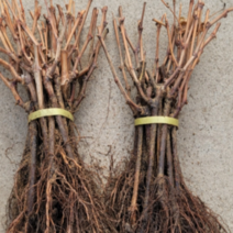 (G소망)샤인머스켓 청포도묘목(접목1년) 1그루