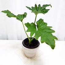 오블리 몬스테라 아단소니 키우기 식물재테크 개업화분 독일토분, 단품