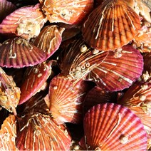 프리자연 통영 최상급 홍가리비 청정해역 제철 맛있는 가리비 2kg 3kg 4kg 5kg 6kg 당일조업, 6kg(180미 전후)