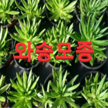 (성실농원)와송 모종(포트) 7개