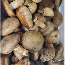 국내산 무농약 청정재배 송화버섯 1kg 송화고 송고 국산 생 버섯 표고 송화고버섯 향긋한 풍미 쫄깃한 식감