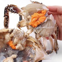 알배기 활 꽃게 1kg (+일회용식탁보) 제철 산지직송, 알배기꽃게1kg(중/3~5미)+일회용비닐식탁보