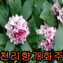 크렌베리묘목 포트묘3그루 유실수 꽃나무 나무 묘목 다래나무 과일나무, 천리향개화주1주