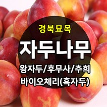 [경민농원]자두나무결실주(대왕 추희 대석 바이오체리), 로얄대석