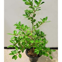 [이삽저삽]구아바나무화분(키100~110cm내외 /7치화분포함) 5년생 결실주 노랑구아바열매 열대과일나무 건강나무 식용.약용식물(잎 열매 뿌리 줄기) 비타민C 엽산함유 관상용