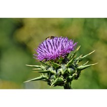 큰엉겅퀴씨앗 일반종 20립(CN)