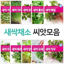 마이플랜트 새싹 채소 씨앗 21종 모음 베란다 텃밭, 종류:베이비채소 비타민다채