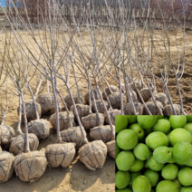 [모든원예조경] 청매실나무 (결실주) 분묘 매실묘목 유실수, 1개