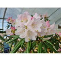 만병초 3년생 포트묘 꽃모종, 빨강색