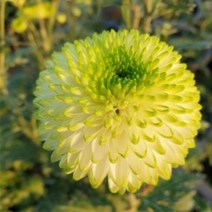 [꽃모종]국화(폼폰타입) : 9cm분, 팡팡 그린, 1개
