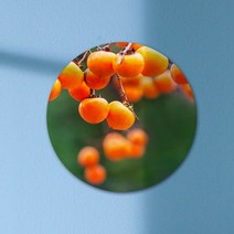 꾸밈 tc206-원형아크릴액자돈들어오는감그림, D타입