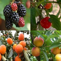 우수한 유실수(과일나무) 묘목-나무의 모든것, 11.밤나무묘목(포르단밤)접목묘 상묘