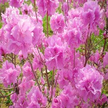 NS진달래 30cm~40cm포트(1단5주묶음)