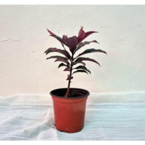 꽃용 홍공작 무늬만냥금 소품