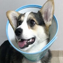 강아지목보호대 고양이목보호대 반려견목보호대 반려묘목보호대 강아지상처보호대 강아지 수술후 상처 목 보호대, 사이즈 5호