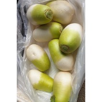 제주도 월동무 무우 세척무 겨울무, 5kg(제주무), 1개