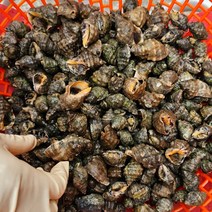 당일조업 국내산 청정 위도섬 해감 자연산 바다 갯고동 맵싸리 고동 대숙 1kg 6시 내고향 출연, 자연산 생물 맵사리 고동 3kg, 1개