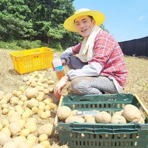 2023년 국내산 햇감자 감자 수미감자, 가우 수미감자 (특/찜용 요리용), 5kg