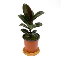 멜라니고무나무 실내 공기정화 반려 소형 모종 식물, A03.멜라니고무나무