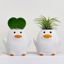 OKD8 귀여워 오리 화분, 이오난사, 이오난사