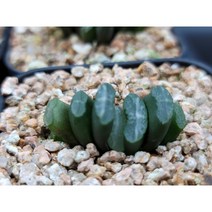 하월시아(임의배송상품)-005 실내식물 아프리카식물 반려식물 선인장 인테리어식물 옥선