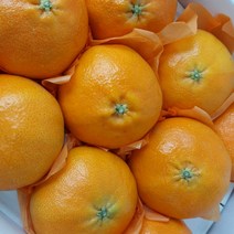 [명절선물] 제주 레드향 제주도 제철 가정용 선물용 설 과일 세트, 선물용 특대5-10과(선물가방포함)3kg