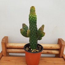 [용이네 화원] 깜찍하고 귀여운 만세선인장 070 농원
