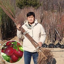플럼코트나무 살구나무 묘목 접목1년생 샤이니 티파니 심포니 하모니, 심포니 (특묘) 접목 1년